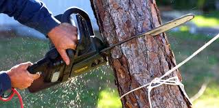 Pest Control for Lawns in Tennille, GA
