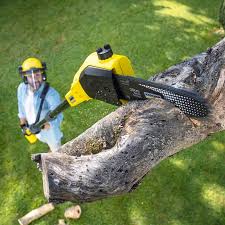 Best Tree and Shrub Care  in Tennille, GA