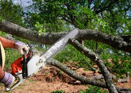 Best Lawn Seeding  in Tennille, GA
